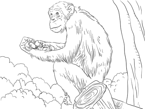 Common Chimpanzee Coloring Page